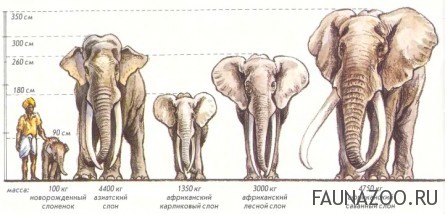 Размеры слонов