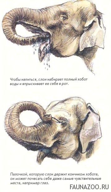 Слоновий хобот
