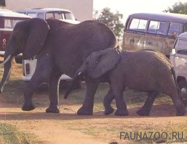 Слоны в туристическом лагере