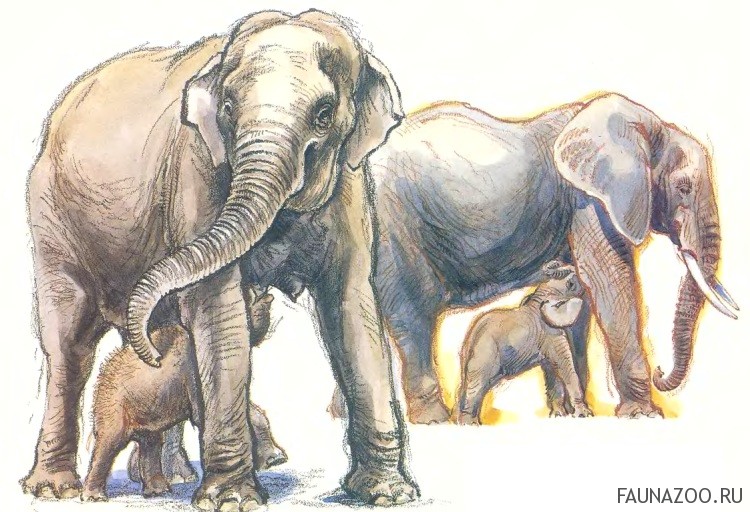 Слонята