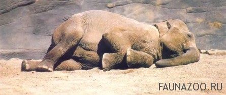 Спящий азиатский слон