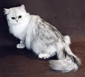 Персидские кошки шиншиллы