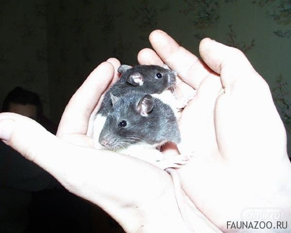 Приучение декоративных крысят к рукам
