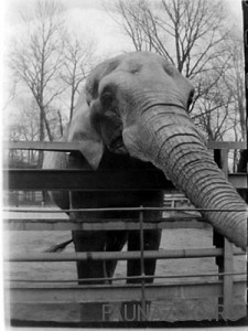 слон в зоопарке