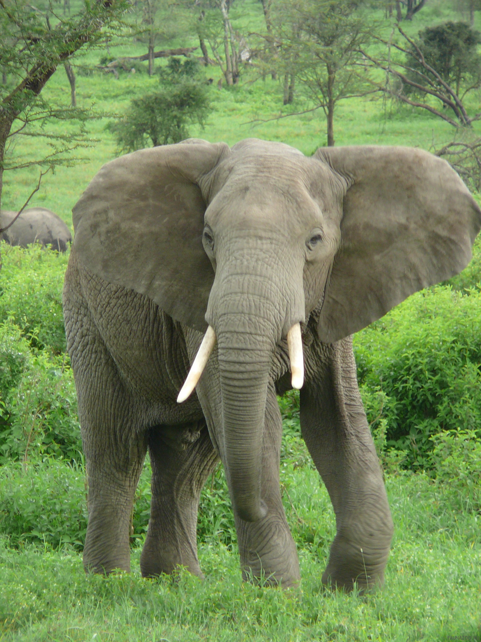 Слоны в опасности