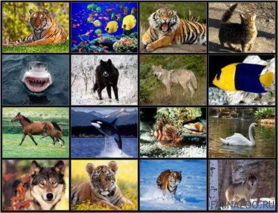 разнообразие животных