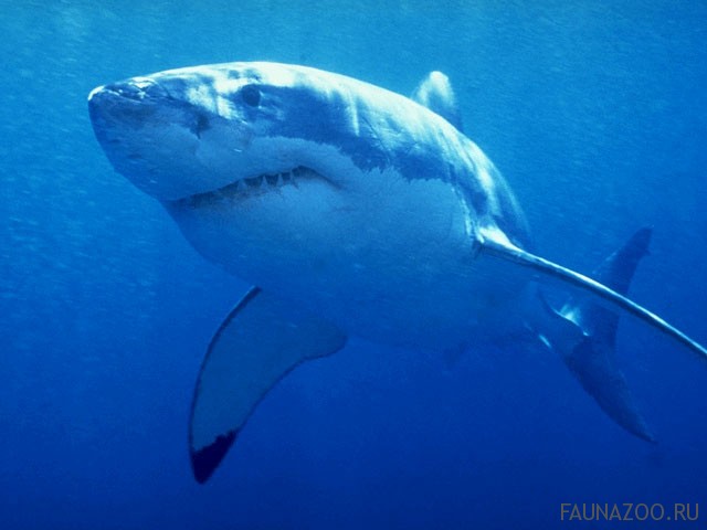 Почему некоторые акулы умрут, если перестанут плавать?