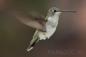 Почему колибри может летать в обоих направлениях - и вперед, и назад?