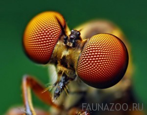 Сколько глаз у мухи?