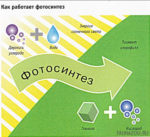 Фотосинтез