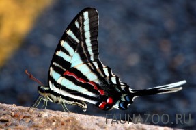 пестрые крылья у бабочки