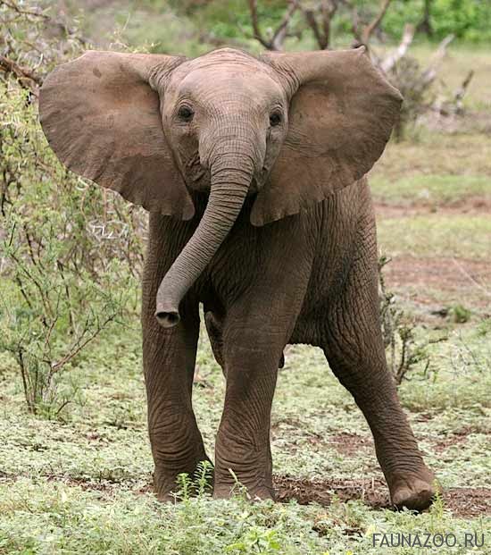 Почему у слонов такие большие уши?