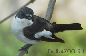 %D0%9C%D1%83%D1%85%D0%BE%D0%BB%D0%BE%D0%B2%D0%BA%D0%B0 %D0%BF%D0%B5%D1%81%D1%82%D1%80%D1%83%D1%88%D0%BA%D0%B0 1 мухоловка птица чем кормить птенцов