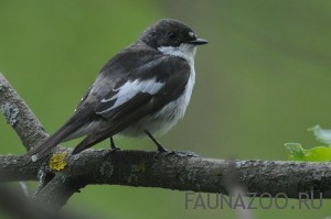 %D0%9C%D1%83%D1%85%D0%BE%D0%BB%D0%BE%D0%B2%D0%BA%D0%B0 %D0%BF%D0%B5%D1%81%D1%82%D1%80%D1%83%D1%88%D0%BA%D0%B0 2 мухоловка птица чем кормить птенцов