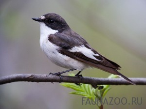 %D0%9C%D1%83%D1%85%D0%BE%D0%BB%D0%BE%D0%B2%D0%BA%D0%B0 %D0%BF%D0%B5%D1%81%D1%82%D1%80%D1%83%D1%88%D0%BA%D0%B0 мухоловка птица чем кормить птенцов