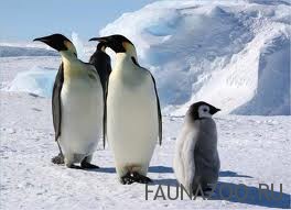 Забавные пингвины на видео