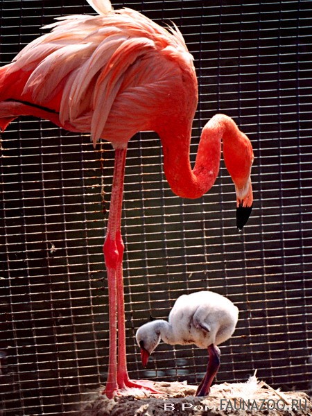 Фламинго Birds, Flamingo, Animals