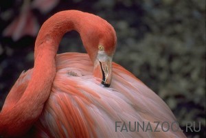 Фламинго красный 