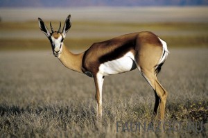 Afrika Kenya ID 24699Thomsons Gazelle Tier19 x 13 cm
