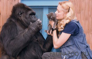 Говорящая горилла по имени Коко