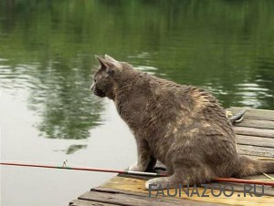 Кот на рыбалке