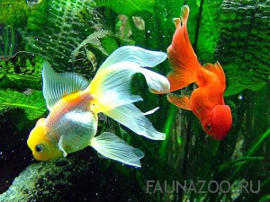 Как выбрать аквариум и как ухаживать за аквариумными рыбками