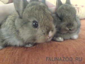 Как вылечить насморк у кроликов
