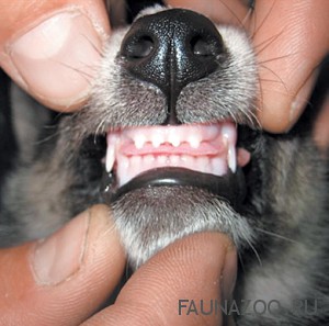 Правильно ухаживаем за зубами собаки
