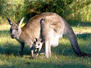 Размножение кенгуру