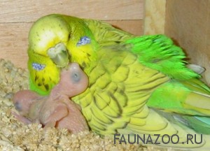 Размножение попугаев