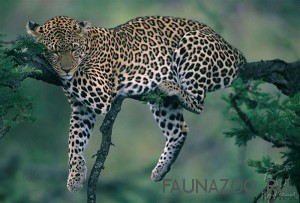 Leopard (Panthera pardus) Kenya Africa