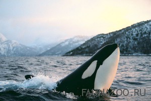 Почему молчат киты