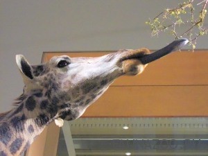 Почему у жирафа длинная шея и синий язык