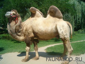 Двугорбый верблюд (Бактриан) факты и мифы