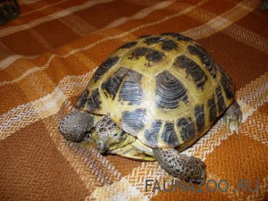 Домашняя сухопутная черепаха