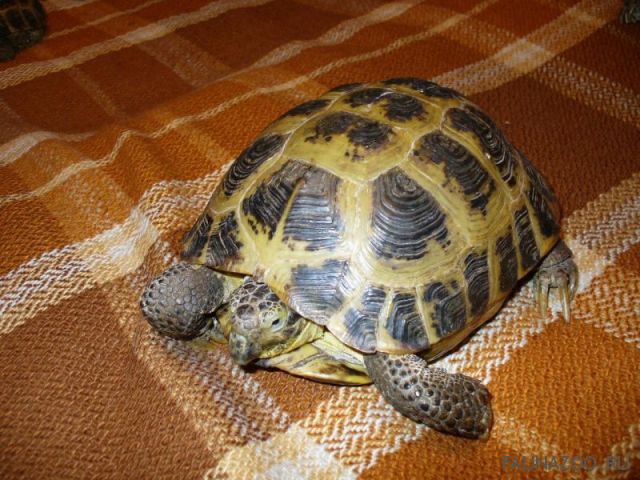 Как обустроить террариум для сухопутной черепахи: размер, грунт, лампы