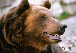 Удивительные факты из жизни медведей