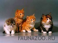 Для чего заводят кота. Смотреть фото Для чего заводят кота. Смотреть картинку Для чего заводят кота. Картинка про Для чего заводят кота. Фото Для чего заводят кота