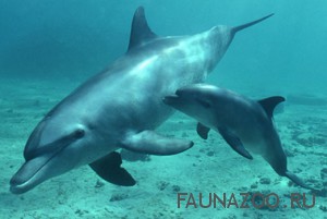 Интересное в мире дельфинов
