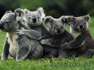 Все о коалах