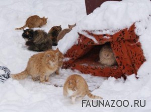 Как помочь домашним животным в зимний период