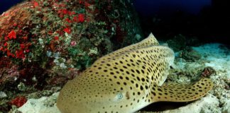 Леопардовая акула фото
