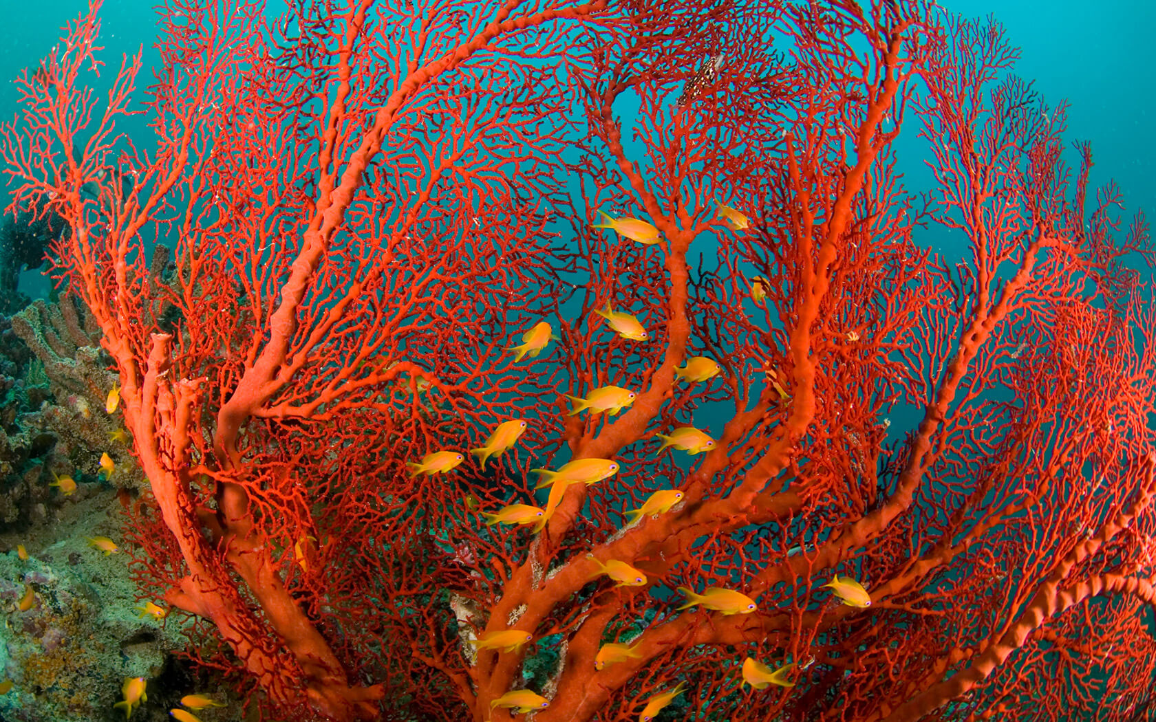 Кораллы картинки