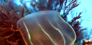 Гребневики