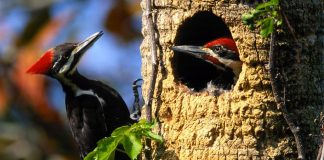 Как дятлы строят свои гнезда