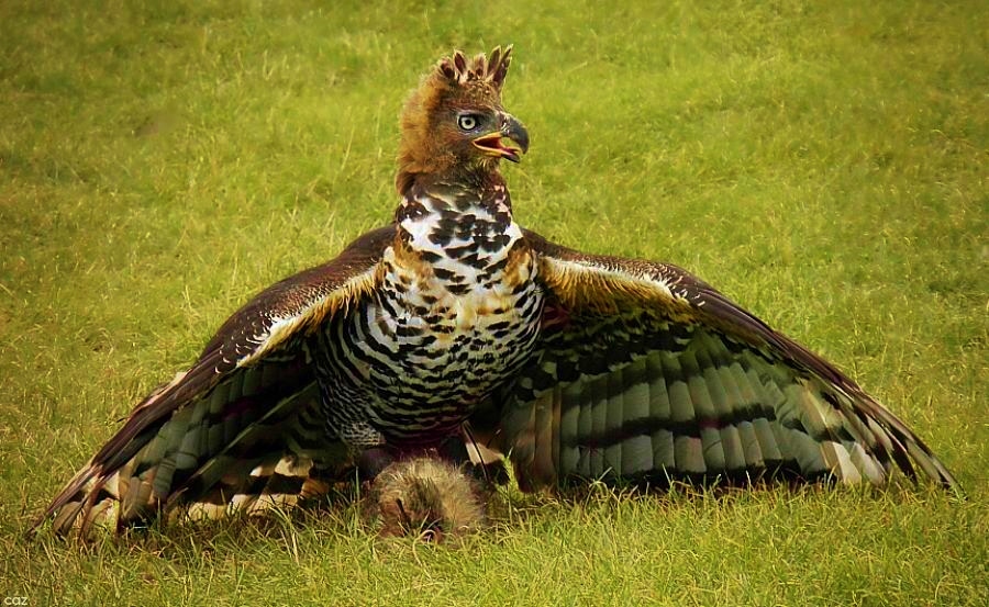 Венценосный орел – самый могущественный орел