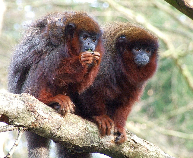 Callicebus barbarabrownae