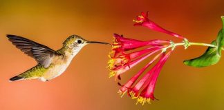 Что известно про колибри?