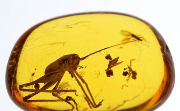Инклюзы: янтарь, внутри которого застыли насекомые