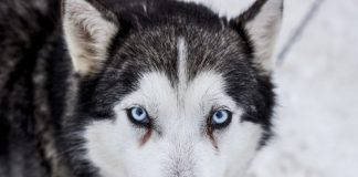 Хаски.-История-породы